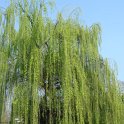Salix x pendulina var.elegantissima